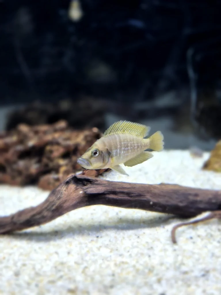 דג Altolamprologus calvus ציקליד מאגם טנגניקה באקווריום עם עץ ושכבת חול