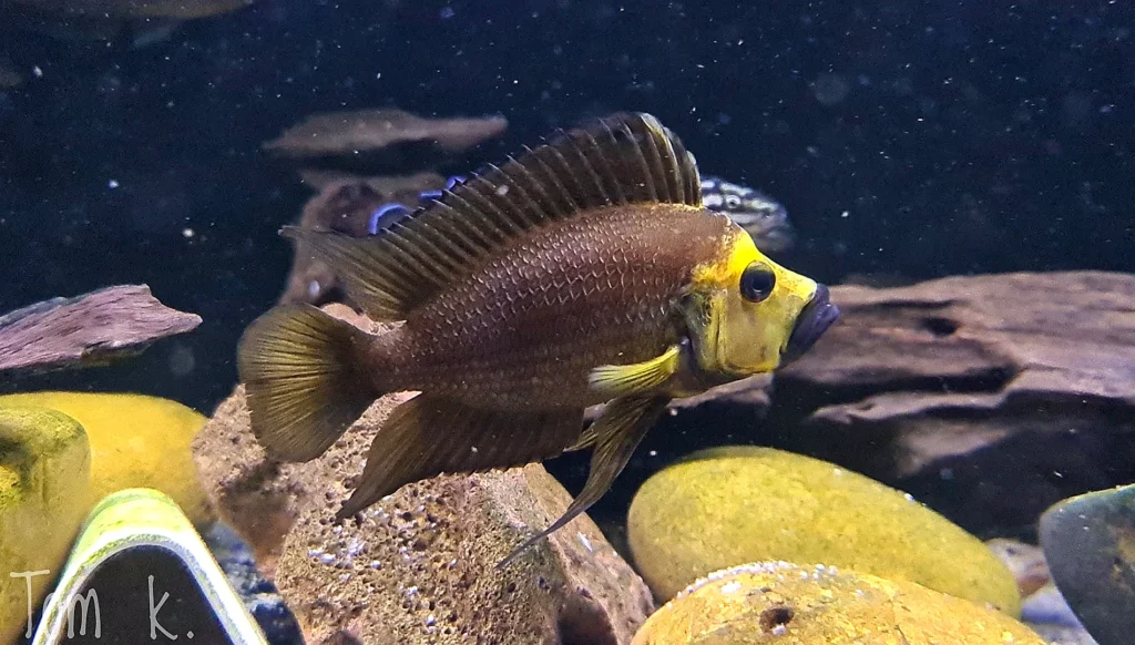 Altolamprologus compressiceps Gold Head ציקליד מאגם טנגניקה באקווריום עם סלעים