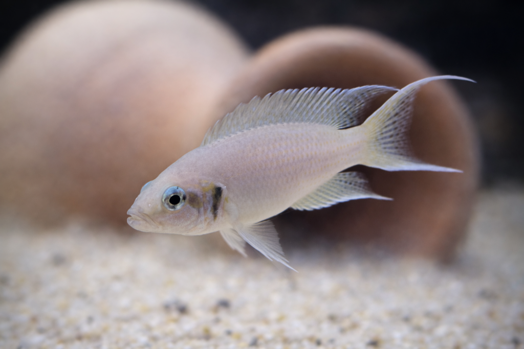 דג Neolamprologus brichardi נסיכת בורונדי באקווריום עם רקע חול ומחבואי חרס