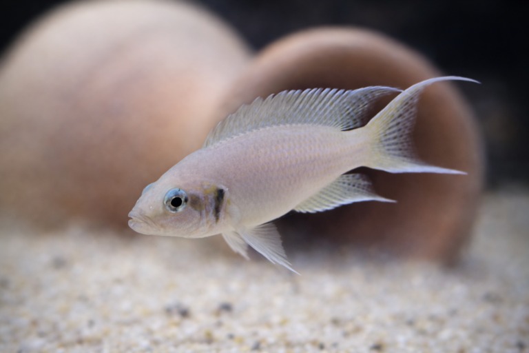 דג Neolamprologus brichardi נסיכת בורונדי באקווריום עם רקע חול ומחבואי חרס