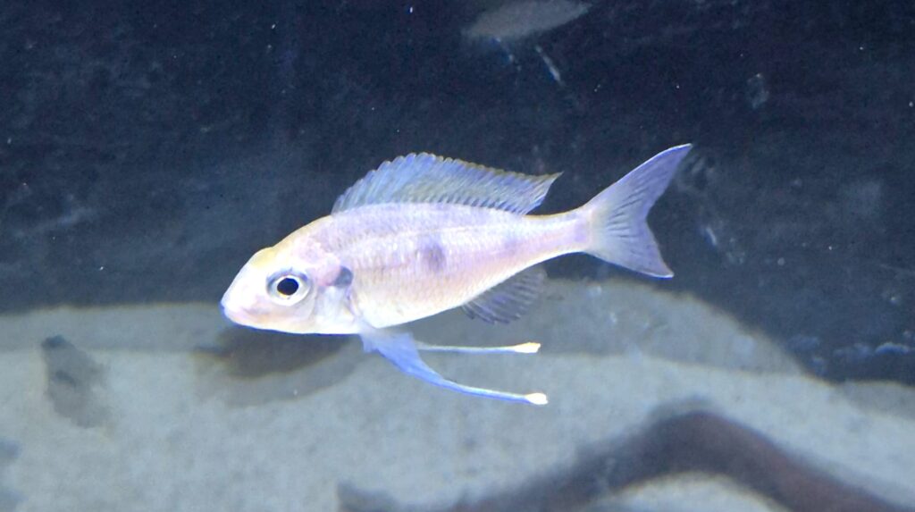 Ophthalmotilapia ventralis ציקליד מאגם טנגניקה עם מחושים ארוכים באקווריום מצע חול