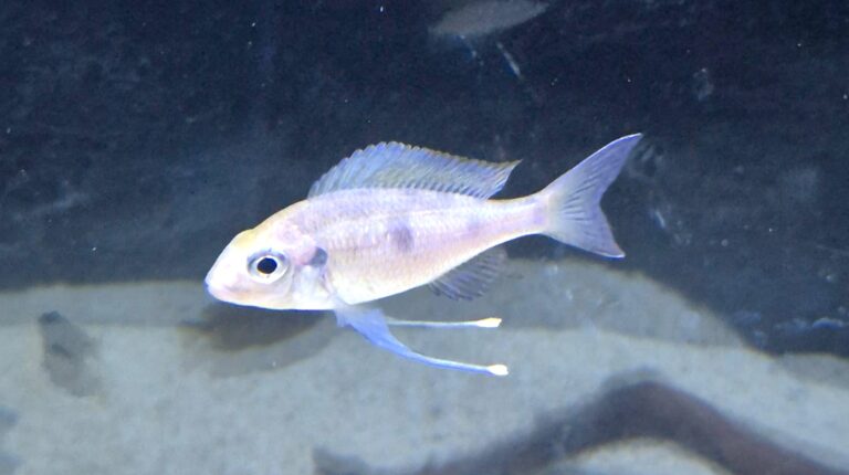 Ophthalmotilapia ventralis ציקליד מאגם טנגניקה עם מחושים ארוכים באקווריום מצע חול