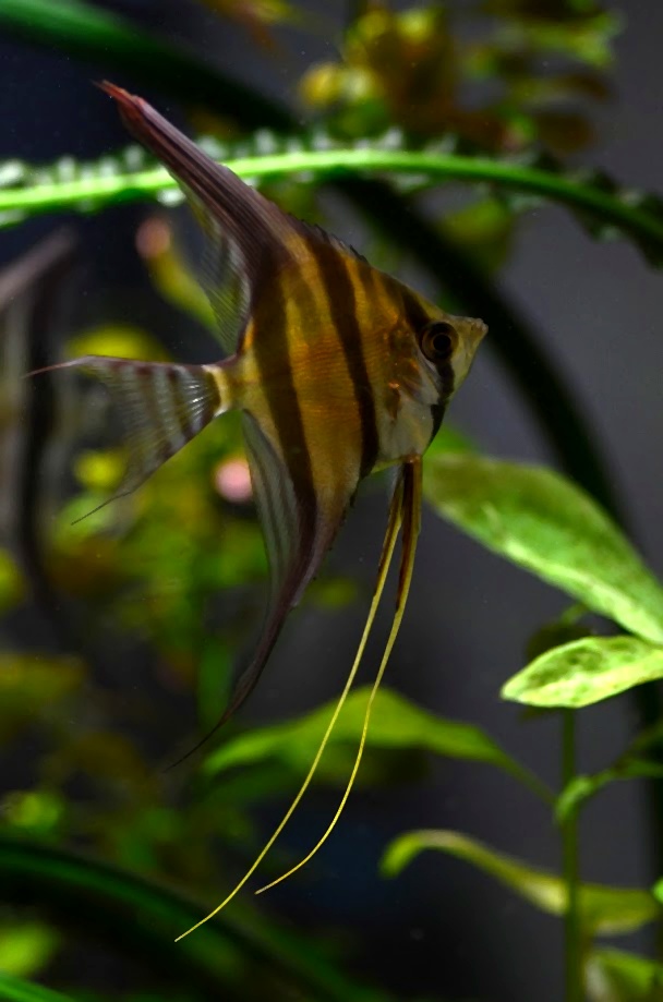 דג אנג'ל אלטום (Pterophyllum altum) באקווריום צמחייה עם פסים אנכיים כהים