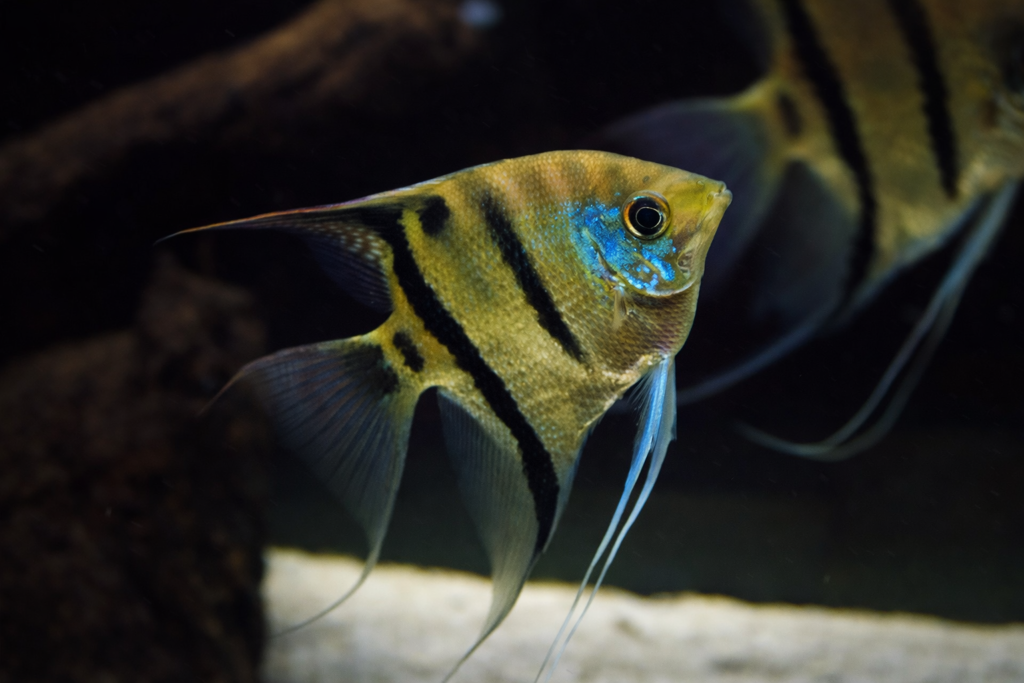 דג אנג'ל Pterophyllum leopoldi באקווריום מים מתוקים עם פסים שחורים וסנפירים ארוכים