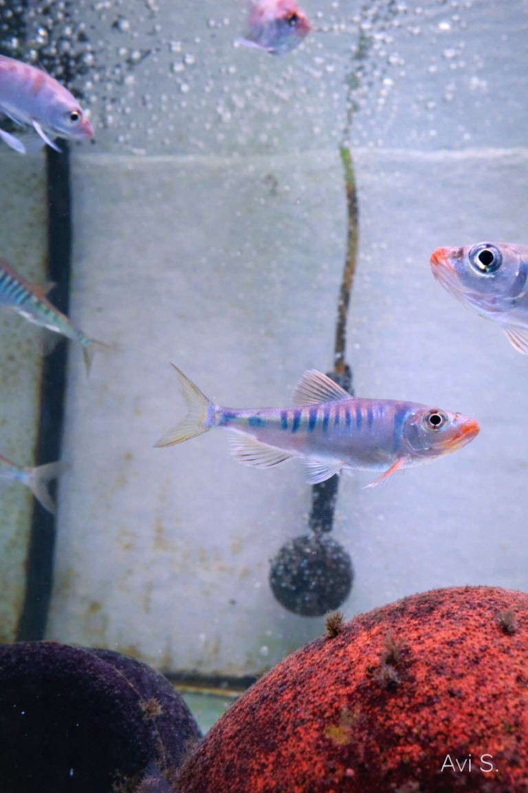 דג Zacco platypus באקווריום מים מתוקים עם בועות חמצן ותנועה טבעית